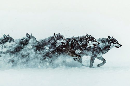 Rennende wolven door besneeuwde natuur