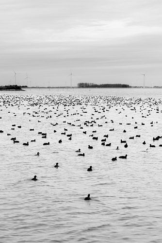 Zeewolde Flevoland van Robinotof