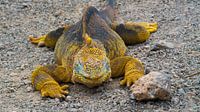 Meeresleguan auf den Galapagos-Inseln von Ivo de Rooij Miniaturansicht