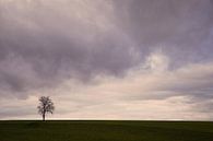 Lonely Tree von Lena Weisbek Miniaturansicht