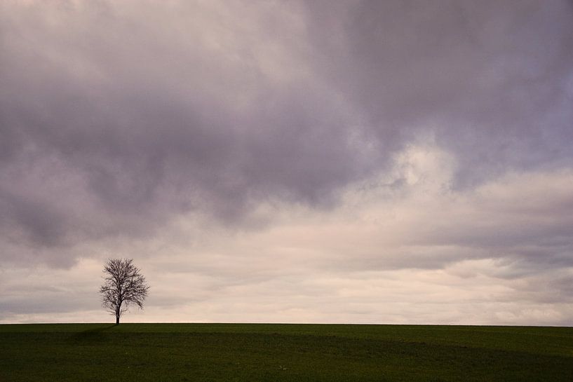 Lonely Tree von Lena Weisbek
