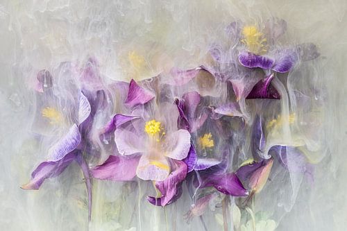 Inkwater Flowers - Akelei-bloemen