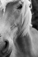 Portrait of horse