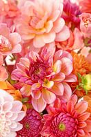 Dahlias