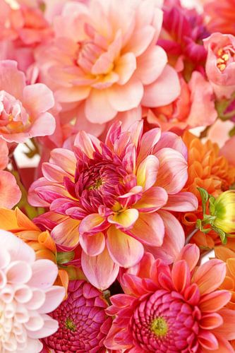 11396576Roze, rood en witte Dalia's close up