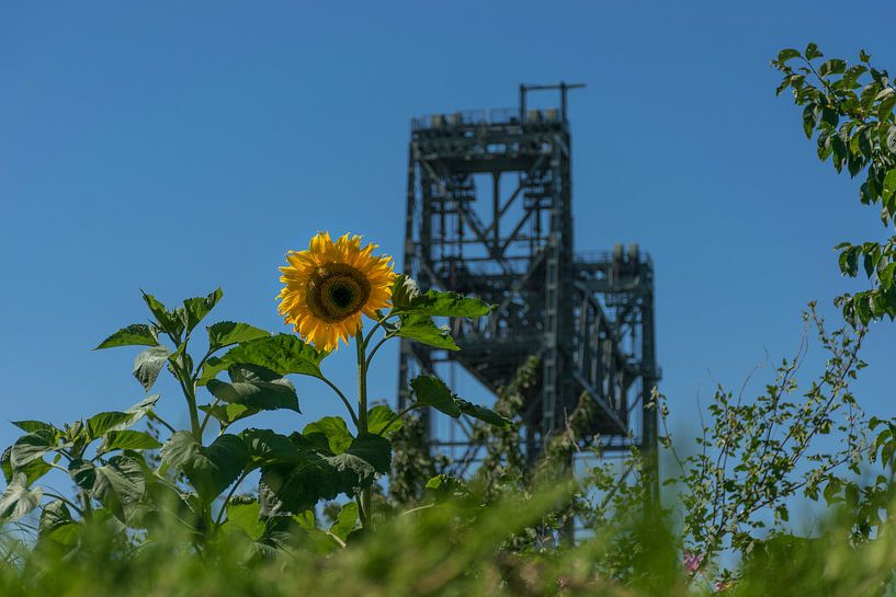 Spoorbrug De Hef, met zonnebloem op de voorgrond van Patrick Verhoef