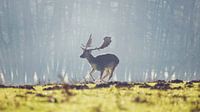 Stag in the morning navel