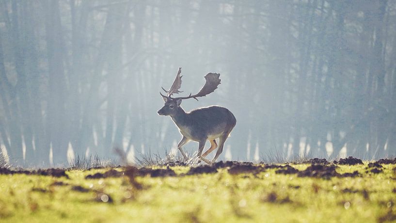 Deer in the morning navel by HGU Foto