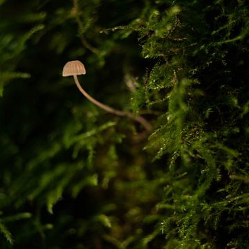 Moss bell by Nienke Planken