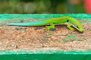 Madagaskar daggekko