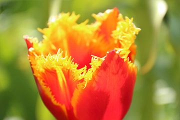 Tulpe | Niederlande von Claudia van Kuijk