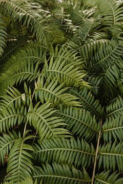 Botanisch groen in de tuin van Monserrat, Portugal van Joke van Veen