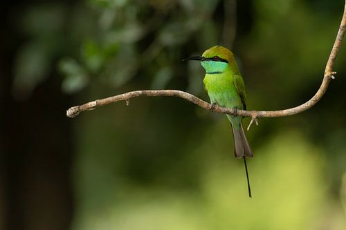 Smaragdwächter: Kleiner grüner Bienenfresser in Wilpattu