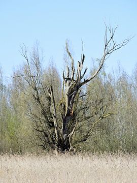 Een dode boom in het landschap