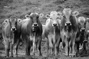 Treffen von Kühen in den Alpen (schwarz-weiß)