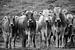 Koeienvergadering (zwartwit) von Sean Vos