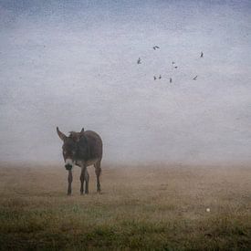 Esel im Nebel von Iris van Heusden