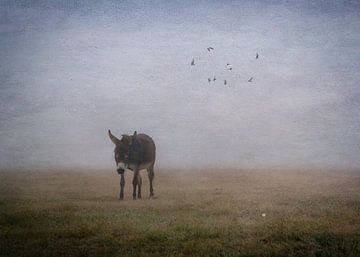 Esel im Nebel