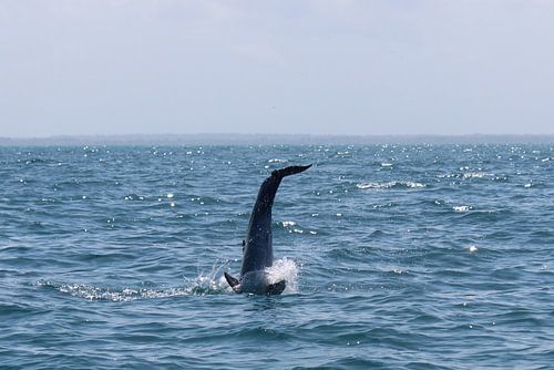 Dauphins à Kizimkazi sur Zanzibar