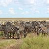 Groupe de zèbres sur la savane en Afrique sur Robin Jongerden