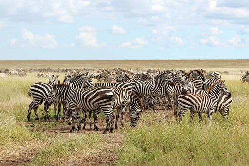 Groep zebra's op de savanne in Afrika