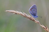 Icarusblauwtje.