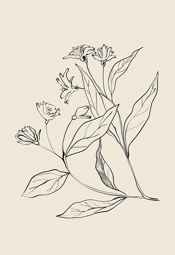 Verfijnde botanische tekening