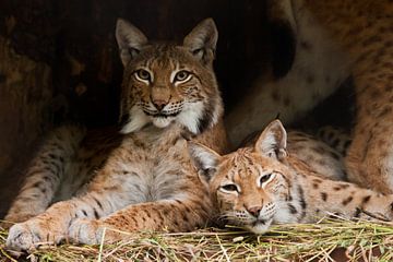 Twee lynxen (waarschijnlijk vrienden) rusten rustig uit van de luiheid, maar de blik is een sluwe, d