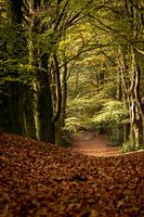 Le chemin dans la forêt