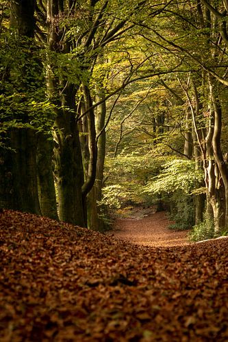 Het pad in het bos