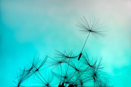 Dandelion - Dandelion