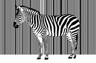 Zebra Barcode von Monika Jüngling Miniaturansicht