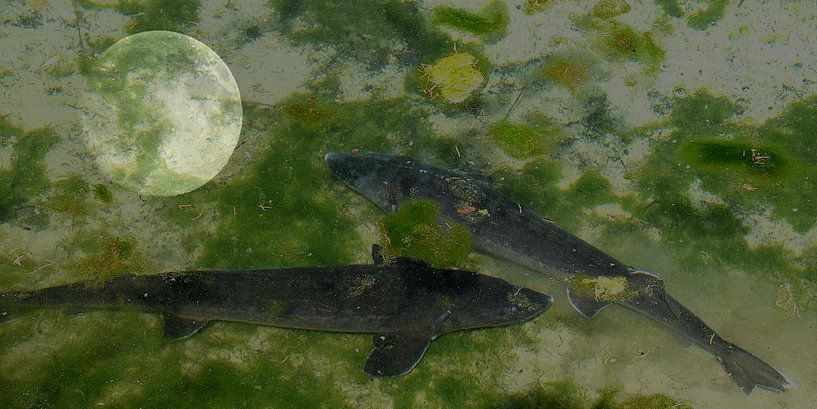 Wasserwelten von Christine Nöhmeier