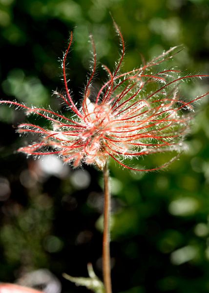 Anemone by Alex Neumayer