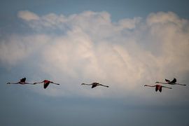 Cleared for landing.... by Wilko Ketelaar