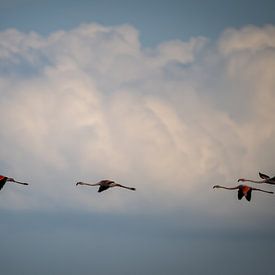 Cleared for landing.... van Wilko Ketelaar