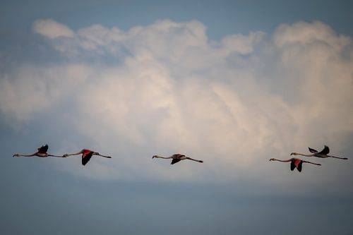 Cleared for landing....