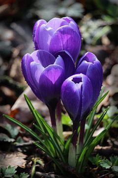 Zonovergoten paarse krokusbloemen in de lente van Imladris Images