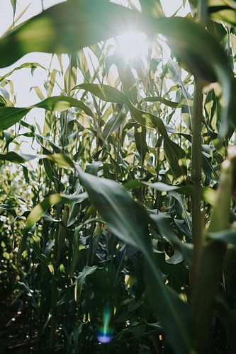 Natuur | Maisveld | Zomer | Groen