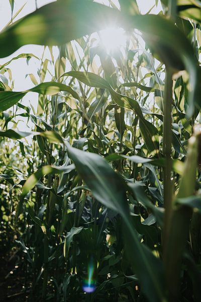 Nature | Cornfield | Summer | Green by Iris van Tricht