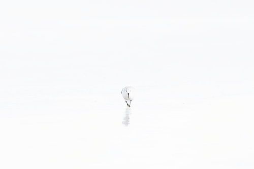 Minimalist sanderling in winter plumage 3