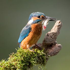 Kingfisher with caught fish by Nico Leemkuil