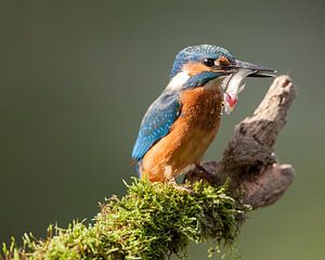 Eisvogel mit gefangenem Fisch von Nico Leemkuil