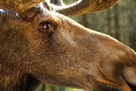 Eland van dichtbij von Annika van Zonneveld