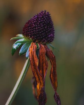 Sun hat in autumn colours by honey_m_i_l_k_photo