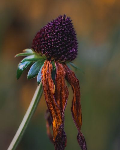 Zonnehoed in herfstkleuren