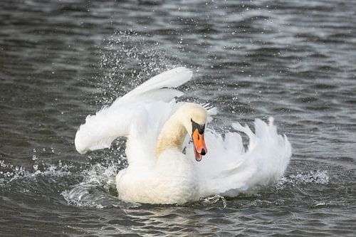 Spetterend!