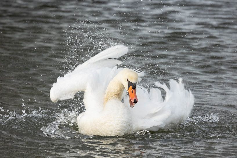 Splashy! by SchumacherFotografie