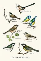 All Tits Are Beautiful