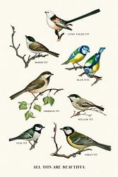 All Tits Are Beautiful